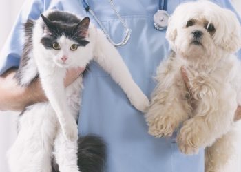 Rafa Ramos Impulsa Esterilización Gratuita En Villa Alegre