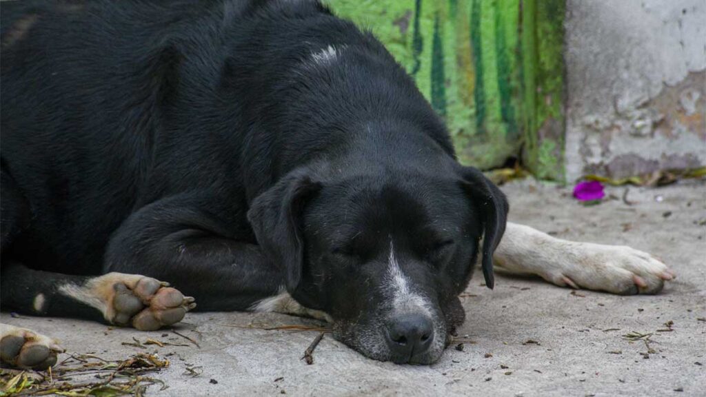 Maltrato Animal - Capitanes Regios Maltrato-animal-reformas-penales-congreso-local-sanciones-mayores-bienestar-animal-nuevo-león