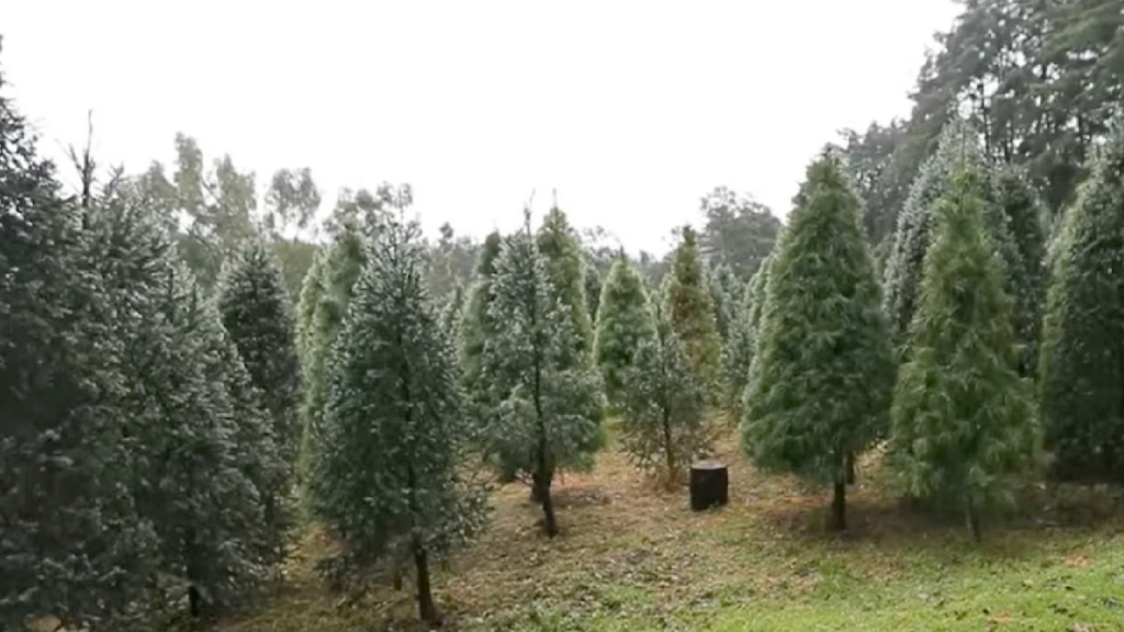 Impacto-ambiental-del-pino-árbol-de-navidad-huella-de-carbono-conafor-reciclaje-forestal