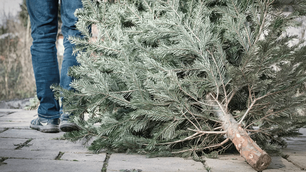 Reciclaje De Pinos - Capitanes Regios Reciclaje-de-pinos-centros-de-acopio-pinos-naturales-santiago