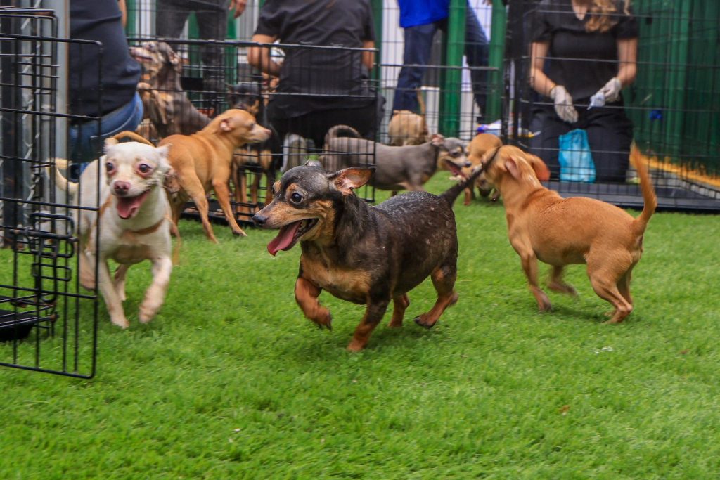 Adopción-animal-monterrey-centro-bienestar-chihuatón-monterrey-bienestar-animal-marcelo-segovia